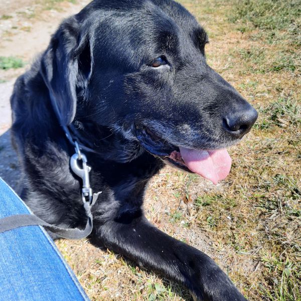 Ria Tabak uit Lelystad zoekt een Hondenoppas