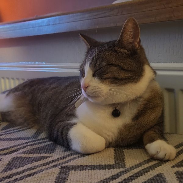 Piet, Shanky, Charly uit Den Helder zoekt een huisdierenoppas