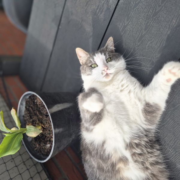 Boaz, Tommy uit Groningen zoekt een Kattenoppas