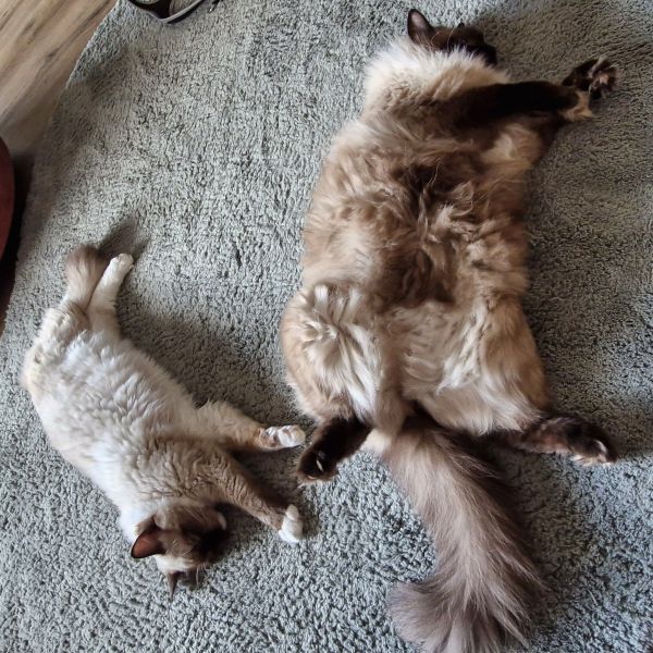 Kitkat, Menneke uit Eindhoven zoekt een Kattenoppas