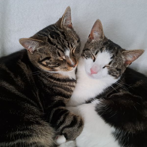 Kick, Joes uit Oudkarspel zoekt een Kattenoppas