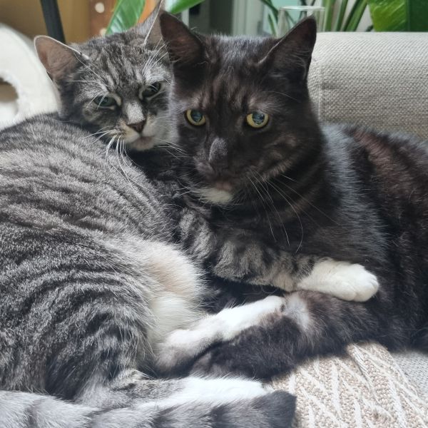 Pika, Chu uit Ijsselstein zoekt een Kattenoppas