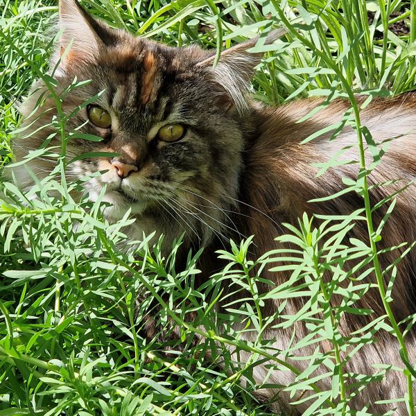 Holly, Flexie uit Rotterdam zoekt een Kattenoppas