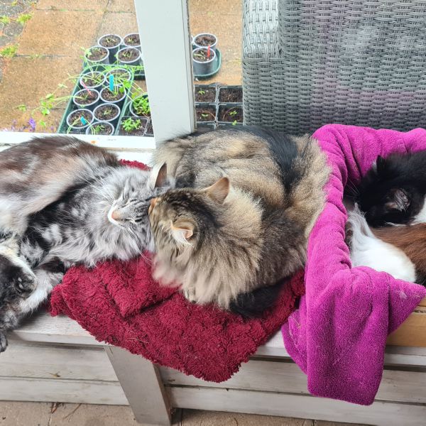 Thorvik, Anzar, Loki en Sigunn uit Puiflijk zoekt een Kattenoppas