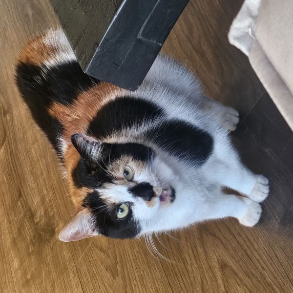 Faya, Frupsie uit Den Bosch zoekt een Kattenoppas