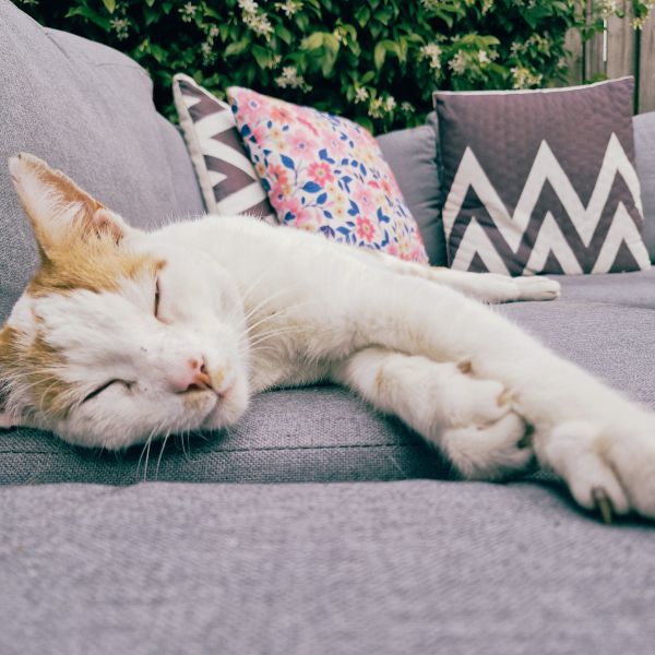 Sammie uit Utrecht zoekt een Kattenoppas