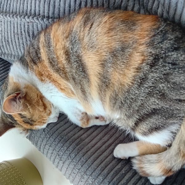 Lilly, Lexie, Binkie uit Rottum zoekt een huisdierenoppas