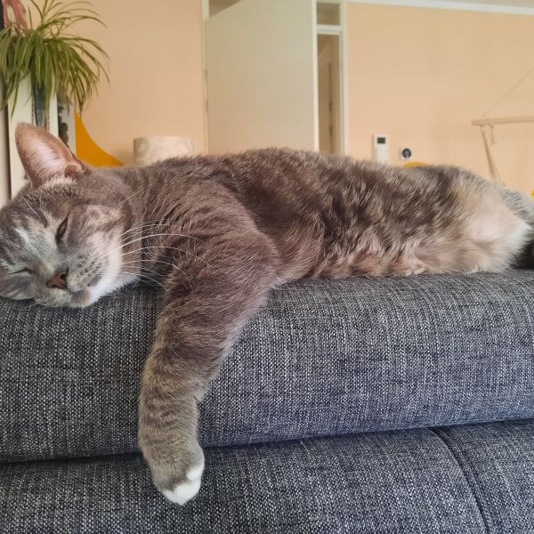 Huisdierenoppas Cyril uit Winterswijk