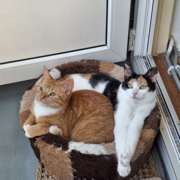 Marlie en Loma uit Beverwijk zoekt een Kattenoppas