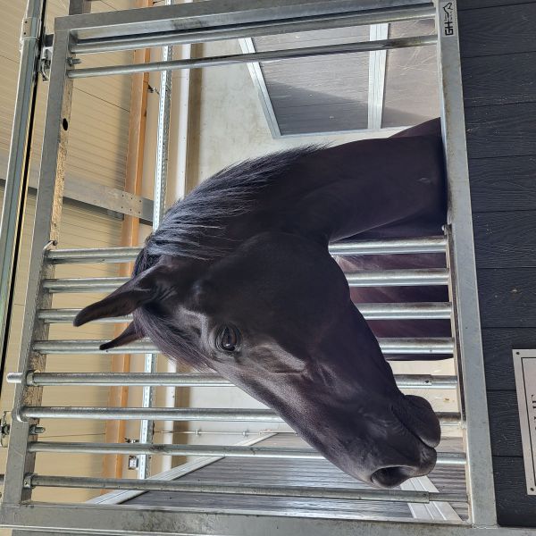 Ollie uit Haps zoekt een Paardenverzorger
