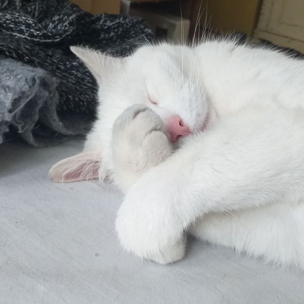 Nino, Boogy uit Amsterdam zoekt een Kattenoppas