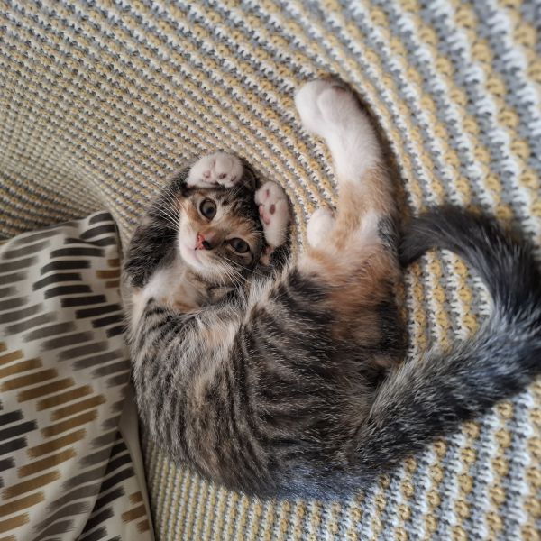 Loes uit Velp zoekt een Kattenoppas