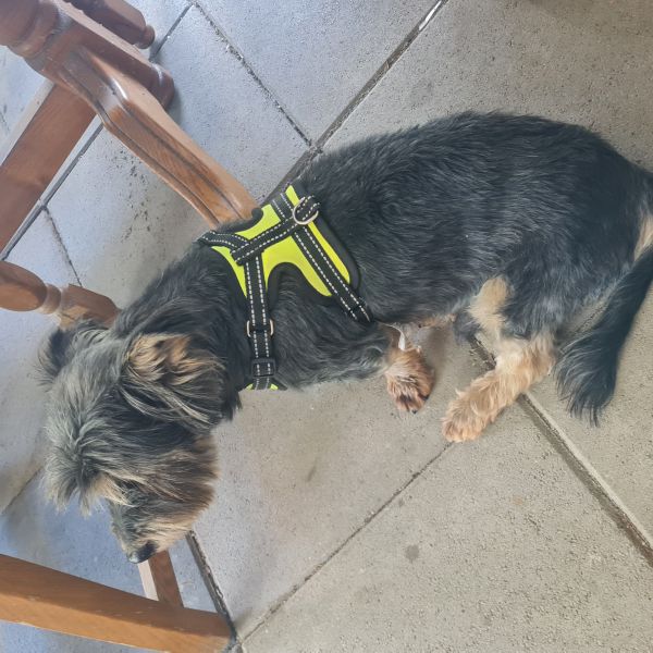 Huisdierenoppas Susanna uit Roermond