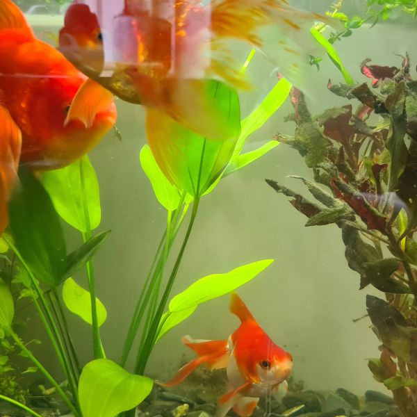 Vissen, Loki en Fietje, Leo en Theo uit Nieuwerbrug Aan Den Rijn zoekt een huisdierenoppas