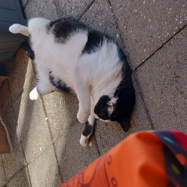 Simba uit Den Haag zoekt een Kattenoppas