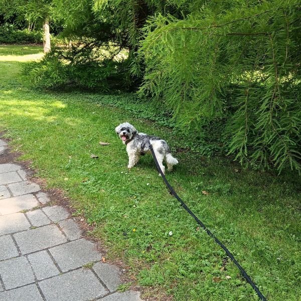 Gismo uit Groningen zoekt een Hondenoppas