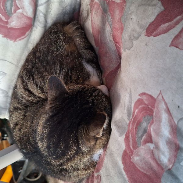 Balou, Beetle uit Bergen Op Zoom zoekt een Kattenoppas