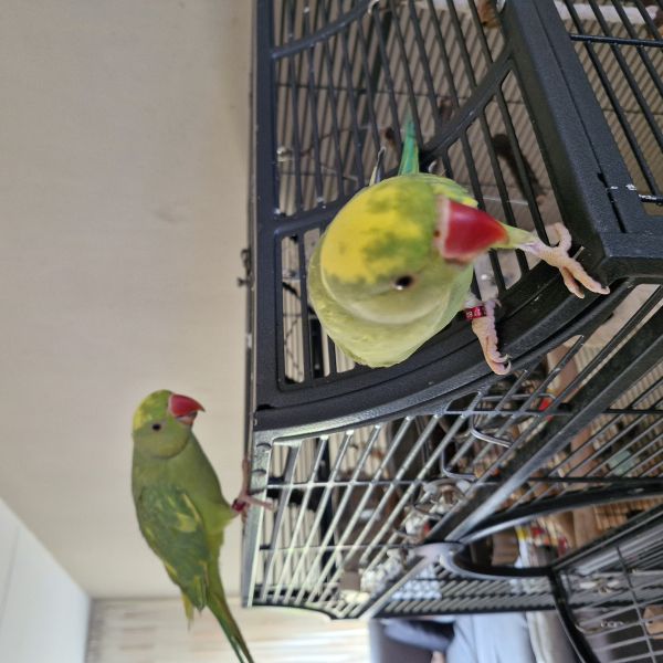 Thor en Loki uit Schalkhaar zoekt een Vogeloppas