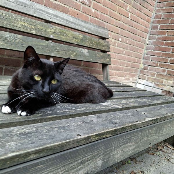 Huisdierenoppas jada uit Apeldoorn