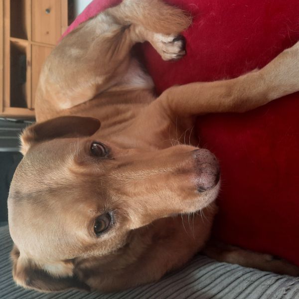 Buddy uit Willemstad zoekt een Hondenoppas
