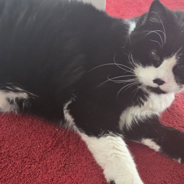 Mickey uit Emmeloord zoekt een Kattenoppas