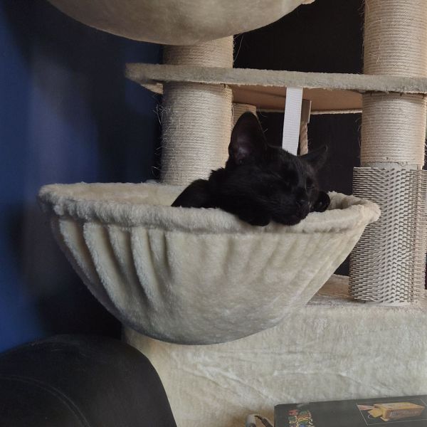 Noes uit Utrecht zoekt een Kattenoppas