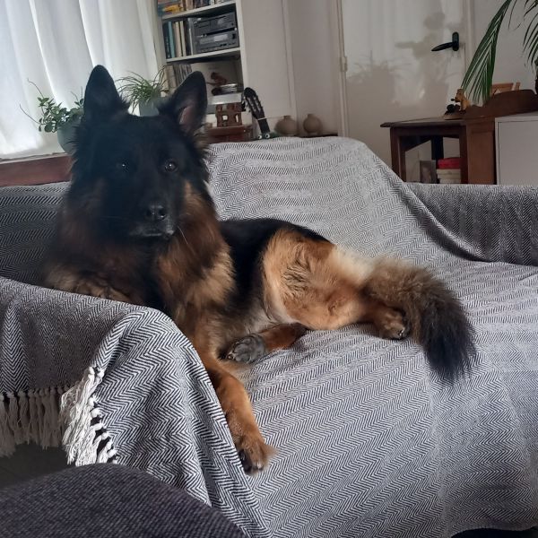 Huisdierenoppas Gwen uit Oud Gastel