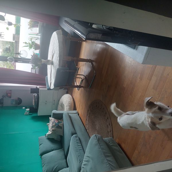 Dribbel, Droppie uit Den Haag zoekt een huisdierenoppas