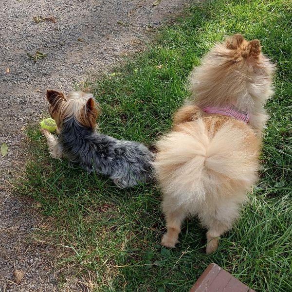 Huisdierenoppas Tatiana uit Den Haag