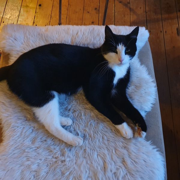 Modder, Pluis uit Klaaswaal zoekt een Kattenoppas