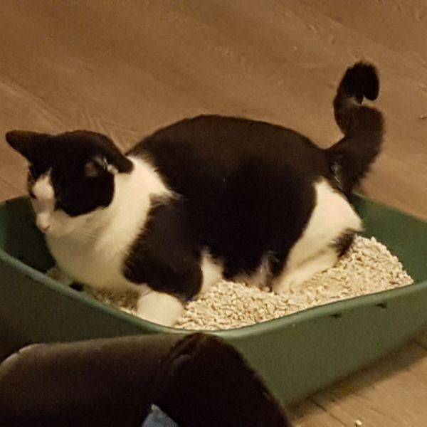 Ollie, Stan, Tommie uit Ridderkerk zoekt een Kattenoppas