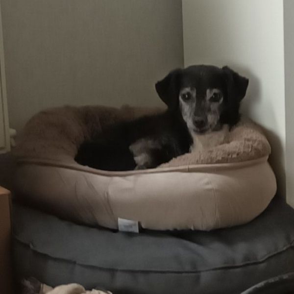 Rocky, Diva uit Valthermond zoekt een huisdierenoppas