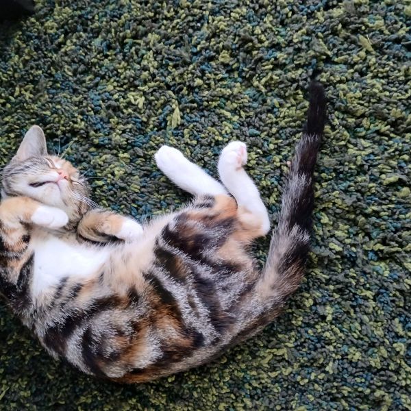 Huisdierenoppas Precious uit Lelystad