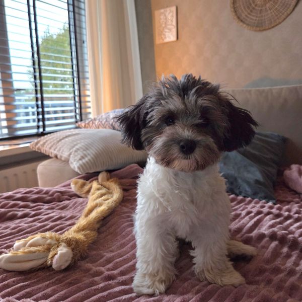 Mila uit Vlaardingen zoekt een Hondenoppas