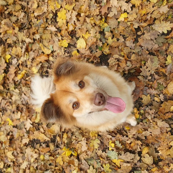 Huisdierenoppas Julia uit Kapelle