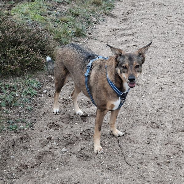 Luna uit Ermelo zoekt een Hondenoppas