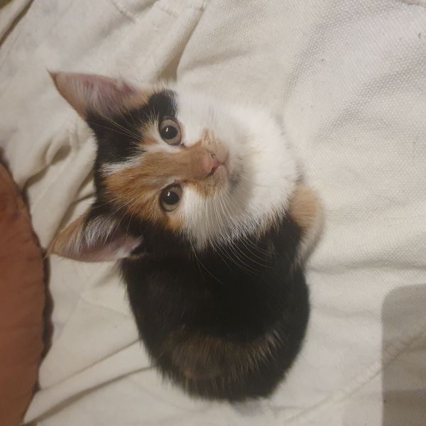 Cindy uit Enschede zoekt een Kattenoppas