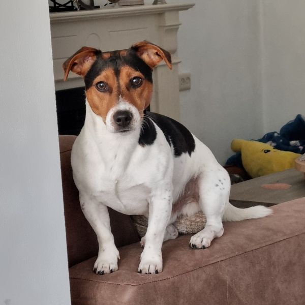 Finley uit Hilversum zoekt een Hondenoppas