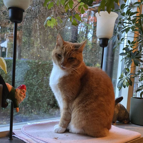 Buurman. Roepnaam Poes uit Wapenveld zoekt een Kattenoppas