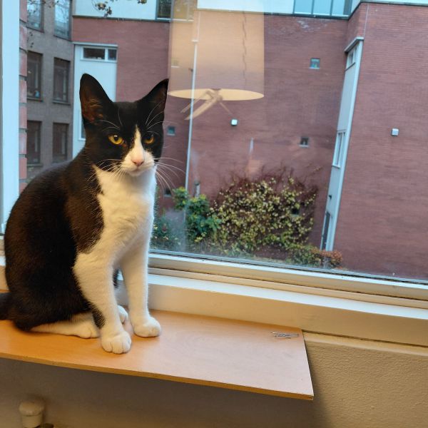 Tommie uit Groningen zoekt een Kattenoppas