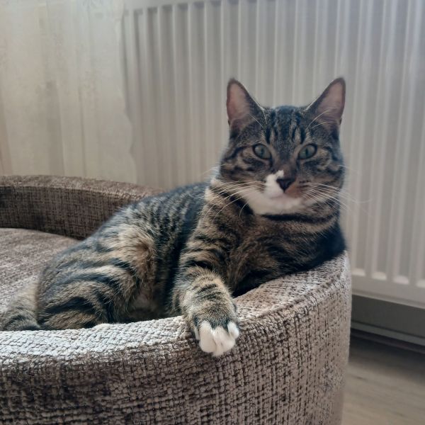 Beer, Mus uit Naaldwijk zoekt een Kattenoppas