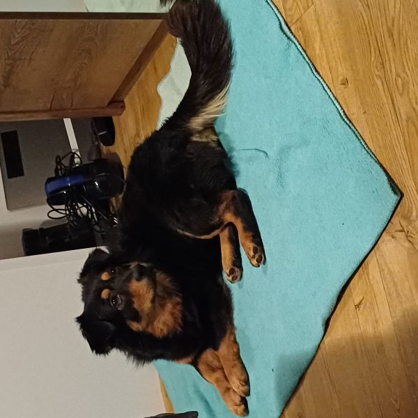 Jovi uit Etten-Leur zoekt een Hondenoppas