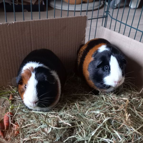 Saar, Eef uit Krommenie zoekt een Knaagdierenoppas