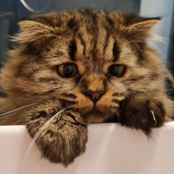 Huisdierenoppas Claudia uit Zaandijk