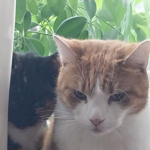 Huisdierenoppas Merel uit Hoofddorp