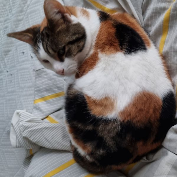 Roske uit Den Bosch zoekt een Kattenoppas