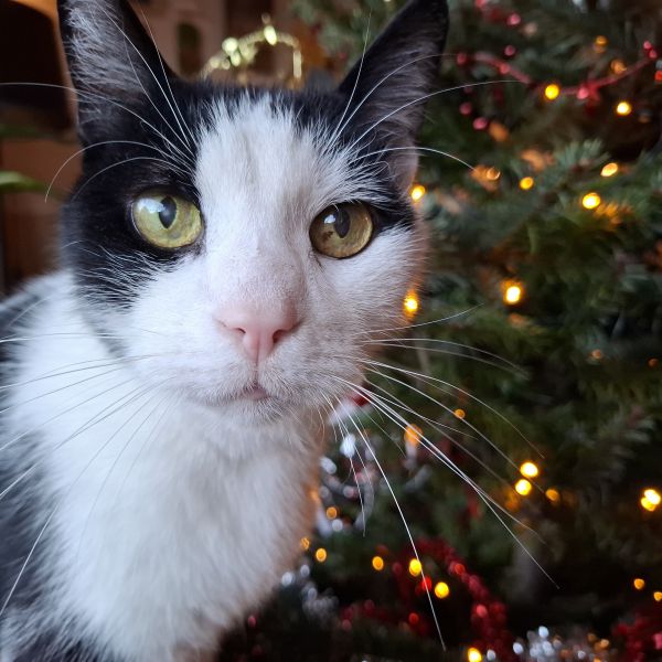 Knotje uit Utrecht zoekt een Kattenoppas