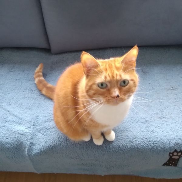 Kattenoppas F.T. van Leersum uit Rijswijk