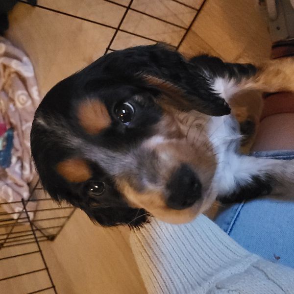 Pietje uit Eindhoven zoekt een Hondenoppas