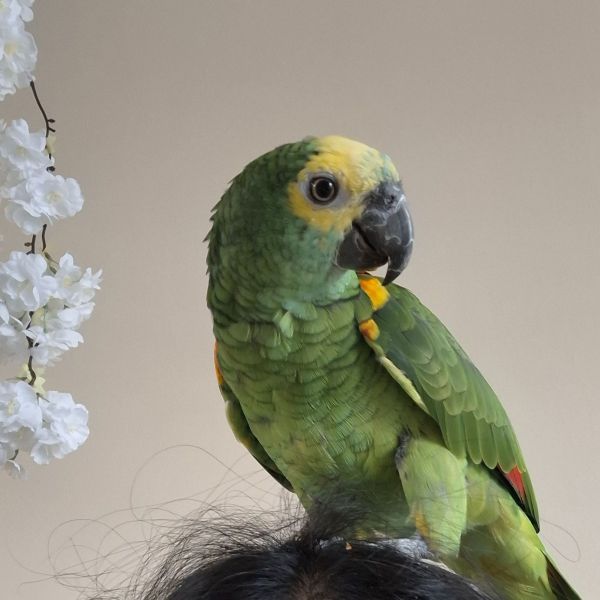 Kippie uit Utrecht zoekt een Vogeloppas